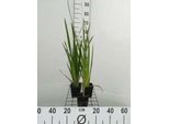 6 X Iris Pseudacorus - Iris - Vaso 9 X 9 Cm
