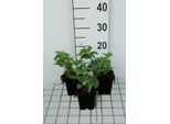 6 X Teucrium Hyrc. 'Paradise Delight' - Gamander - Vaso 9 X 9 Cm