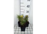 6 X Coreopsis Grand. 'Sunkiss' - Occhio Di Ragazza - Vaso 9 X 9 Cm