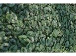6 X Brunnera Macr. 'Sea Heart'® - Nontiscordardime Caucasico - Vaso 9 X 9 Cm