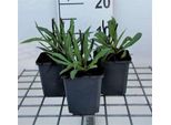 6 X Helenium Hybr. 'Moerheim Beauty' - Sonnenbraut - Topf 9 X 9 Cm