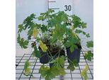 6 X Geranium Versicolor - Cranesbill - Vaso 9 X 9 Cm
