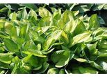 6 X Hosta Hybr. 'Gold Standard' - Hosta - Vaso 9 X 9 Cm
