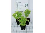 6 X Campanula Lact. 'Border Blues' ('Madiwiho') - Menta Di Montagna - Vaso 9 X 9 Cm