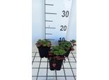 6 X Fragaria (A) 'Lipstick' - Fragola Selvatica - Vaso 9 X 9 Cm