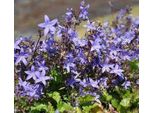 6 X Campanula Poscharskyana - Menta Di Montagna - Vaso 9 X 9 Cm