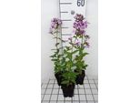 6 X Phlox (P) 'Franz Schubert' - Fiore Di Fiamma - Vaso 9 X 9 Cm