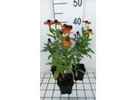 6 X Helenium Hybr. 'Mardi Gras'® - Sole Sposa - Vaso 9 X 9 Cm