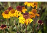6 X Helenium Hybr. 'Carmen' - Sonnenbraut - Topf 9 X 9 Cm