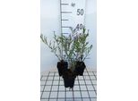 6 X Aster Hybr. 'Pink Star' - Astro Autunnale - Vaso 9 X 9 Cm