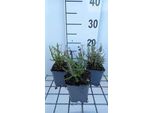 6 X Lavandula Ang. Super Blue' - Lavanda - Vaso 9 X 9 Cm
