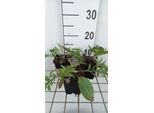 6 X Centaurea Atropurpurea - Spornblume - Topf 9 X 9 Cm