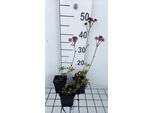 6 X Astrantia Major 'Claret' - Ombrello A Stella - Vaso 9 X 9 Cm