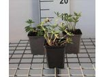 6 X Delphinium (B) 'Bellamosum' - Delphinium - Vaso 9 X 9 Cm