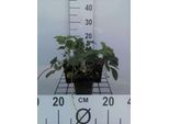 6 X Fragaria (A) 'Pink Panda' ('Frel') - Fragola Selvatica - Vaso 9 X 9 Cm