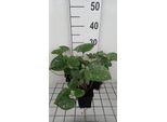6 X Brunnera Macr. 'Emerald Mist' - Nontiscordardime Caucasico - Vaso 9 X 9 Cm