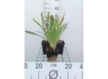 6 X Helenium Hoopesii - Girasole - Vaso 9 X 9 Cm