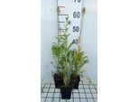 6 X Polemonium Caer. 'Album' - Scala Di Giacobbe - Vaso 9 X 9 Cm