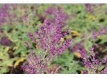 6 X Salvia Nem. 'Schwellenburg' - Muschio A Stella - Vaso 9 X 9 Cm