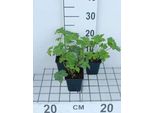 6 X Astrantia Major 'Buckland' - Ombrello A Stella - Vaso 9 X 9 Cm