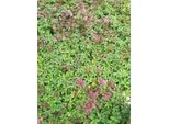 6 X Astrantia Major 'Ruby Star'® - Ombrello A Stella - Vaso 9 X 9 Cm