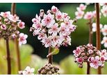 6 X Darmera Peltata (Peltiphyllum Pelt.) - Darmera - Vaso 9 X 9 Cm