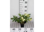 6 X Helleborus Or. 'Double Ellen White' - Rosa Lenticchia - Vaso 9 X 9 Cm