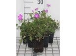 6 X Geranium Sanguineum - Cranesbill - Vaso 9 X 9 Cm