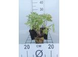 6 X Delphinium (P) 'Astolat' - Delphinium - Vaso 9 X 9 Cm