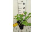 6 X Hosta Hybr. 'Blue Umbrellas' - Hosta - Vaso 9 X 9 Cm