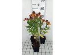 6 X Helenium Hybr. 'Baudirektor Linne' - Sposa Al Sole - Vaso 9 X 9 Cm