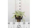 6 X Stachys Byz. 'Cotone Boll' ('Sheila Macqueen') - Ziest - Vaso 9 X 9 Cm