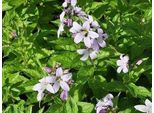 6 X Campanula Lact. 'Loddon Anna' - Menta Di Montagna - Vaso 9 X 9 Cm