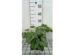 6 X Brunnera Macr. 'Mr Morse'® - Nontiscordardime Caucasico - Vaso 9 X 9 Cm