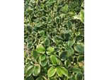 6 X Hosta Hybr. 'Carnival' - Hosta - Vaso 9 X 9 Cm