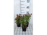 6 X Helenium Hybr. 'Red Jewel' - Sposa Al Sole - Vaso 9 X 9 Cm