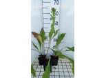 6 X Centaurea Macrocephala - Spornblume - Topf 9 X 9 Cm