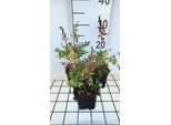 6 X Astilbe (A) 'Irrlicht' - Magnifica Spirea - Vaso 9 X 9 Cm