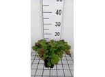 6 X Geum Hybr. 'East Of Eden' - Nelkenwurz - Topf 9 X 9 Cm
