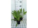 6 X Coreopsis Grand. 'Schnittgold' - Occhio Di Ragazza - Vaso 9 X 9 Cm