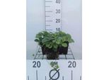 6 X Fragaria Vesca - Fragola Selvatica - Vaso 9 X 9 Cm