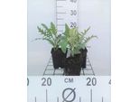 6 X Echinops Rit. 'Veitch's Blue' - Cardo Mariano - Vaso 9 X 9 Cm