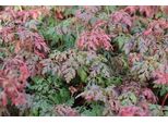 6 X Geranium Robertianum - Cranesbill - Vaso 9 X 9 Cm