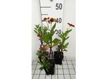 6 X Helenium Hybr. 'Waltraut' - Girasole - Vaso 9 X 9 Cm