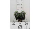 6 X Ophiopogon Japonicus - Barba Di Serpente - Vaso 9 X 9 Cm