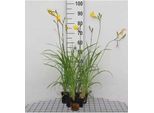 6 X Hemerocallis Citrina - Daylily - Vaso 9 X 9 Cm