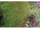 6 X Coreopsis Vert. 'Ruby Red' - Occhio Di Ragazza - Vaso 9 X 9 Cm