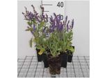 6 X Salvia Nem. 'Bluehill' - Muschio Stella - Vaso 9 X 9 Cm X 9 Cm