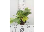 6 X Bergenia Cordifolia - Pseudodictamnus - Vaso 9 X 9 Cm