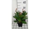 6 X Bergenia Hybr. 'Dragonfly Angel Kiss'® - Pseudodictamnus - Vaso 9 X 9 Cm